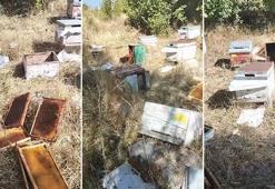 Mahalleye inen ayılar, arı kovanlarını parçaladı
