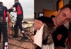 Tokat'ta baca deliğine düşen yavru kediyi itfaiye kurtardı