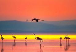 Tuz Gölü'nün misafirlerinin göçü başladı