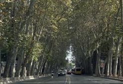Dolmabahçe ve Çırağan Caddesi'ndeki çınar ağaçları yenilendi