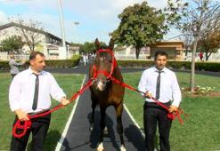 Açık artırmada 15 safkan Arap tayı toplam 22 milyon liraya satıldı