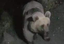 Boz ayılar, Su Yönetimi ekiplerinin kamerasında