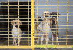 Eskişehir'de hayvan bakımevinin kapatma kararına, 'yürütmeyi durdurma' çıktı