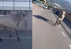 İskenderun'da angus nakil sırasında kaçtı, ekipler seferber oldu
