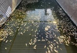 Edirne'de, sulama kanalında oksijensiz kalan yüzlerce balık öldü