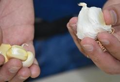 'Taşköprü sarımsağı antibiyotik özelliği bakımından Çin sarımsağından yüzde 100 daha etkili'