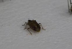 Doç. Dr. Saruhan: Kahverengi kokarca böceği görüldüğü yerde imha edilmeli