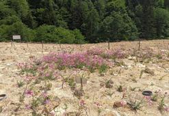 Organik atıklar maden sahalarında çiçek açacak