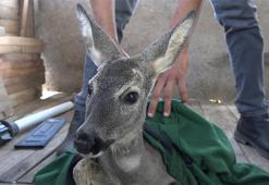 Köpeklerin saldırdığı yavru karaca tedaviye alındı