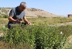 Isparta'da kurulan bahçe, mentollü nane yağında dışa bağımlılıktan kurtaracak