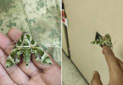 Zehirli zakkum çiçeğiyle beslenen mekik kelebeğinin tırtılına 'dokunmayın' uyarısı