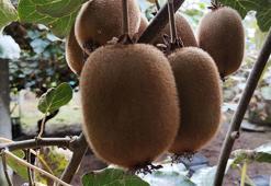 Coğrafi işaret tescilli Ordu kivisinin fiyatı, yüzde 110 arttı