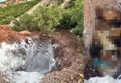 Tunceli’de köpeklerin öldürülerek çukura atıldığı iddiasına inceleme