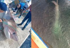 Teknesine çekemediği 4 metrelik köpek balığını, yüzdürerek iskeleye getirdi