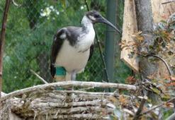 Ayağı kırılan saman boyunlu ibis kuşu, fizik tedavi ile iyileşti