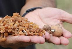 İhracat değeri yüksek salep bitkisinin kompost uygulamasıyla verimi artıyor