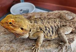 İnternetten 'sakallı ejder' satışına 26 bin 390 lira ceza