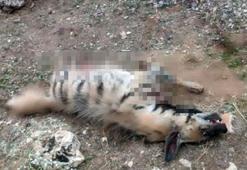 Mardin'de, nesli tehlike altındaki çizgili sırtlan ölü bulundu