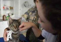 Girdiği hayvan hastanesinde ameliyat edilen 'Ali Cabbar' sahiplendirildi