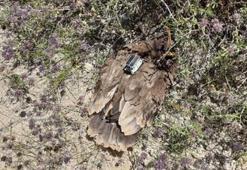 Türkiye’de 12 çift kalan bozkır kartallarının yuvalarına koruma