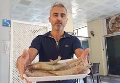 İskenderun Körfezi'nde 'jumbo karides' bereketi