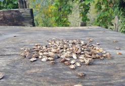 Karadeniz'de 'istilacı böcek' durdurulamıyor; bir çift 14 bin yumurta bırakıyor