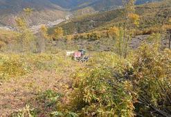 Ormanda odun keserken vuruldu