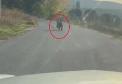 Otomobilin önüne çıkan yavru ayı kamerada
