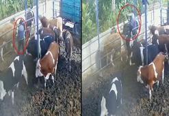 Boğanın boynuz darbesiyle havaya fırladı