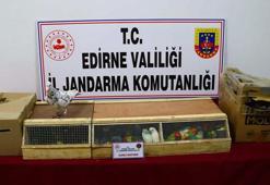 Edirne'de durdurulan otobüste kaçak hayvanlar ele geçirildi