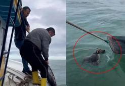 Denizde mahsur kalan yavru ayıyı balıkçılar kurtardı; o anlar kamerada