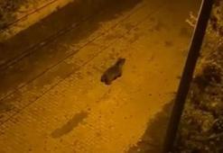 Bozayı sokaklarda yemek aradı; o anlar kamerada