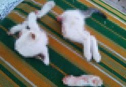 2 yavru kediyi keserek öldüren şüpheli: Kasaplık yaptığımız için işi profesyonelce halletim