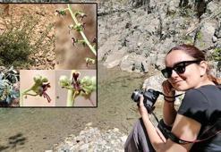 Alakır'da keşfedilen bitki türüne, çevreci çiftin adı verildi