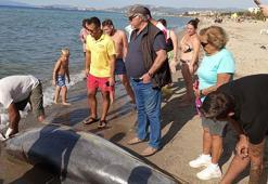 Kuşadası'nda kıyıya vurmuş ölü yunus bulundu