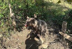 Domuz tuzağına yakalanan bozayı kurtarıldı