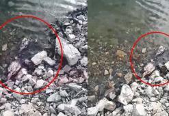 Elazığ’da su kenarında şüpheli keklik ölümleri tedirgin etti