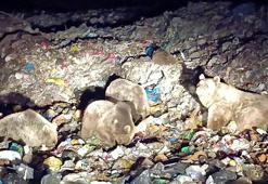 Bozayılar, kış uykusu öncesi beslenme için ilçeye indi