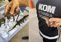 Ataşehir'de evinde Nil timsahı besleyen şüpheli gözaltına alındı