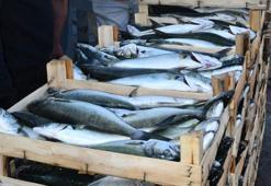 Kırklareli'de lüfer bolluğu; balıkçıların yüzü güldü