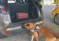 Otomobildeki 10 kilo uyuşturucuyu 'Poyraz' buldu