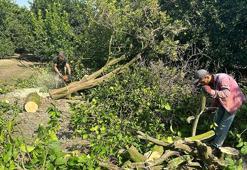 Dalında para etmeyen narenciye ağaçları kesiliyor
