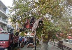 Kırılan dal aydınlatma direğine takıldı; olası faciadan dönüldü