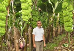 Manavgat'ta muz üretiminde 'organik' dönem