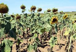 'Milli ayçiçeği tohumu kuraklıkta yüzde 30 verim farkı yarattı'
