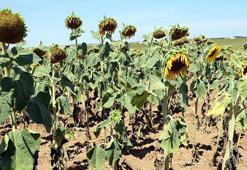 'Milli ayçiçeği tohumu kuraklıkta yüzde 30 verim farkı yarattı'