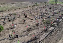 Büyükçekmece’de ‘100. Yıl Cumhuriyet Ormanı’ oluşturuldu