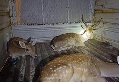 Yol kontrolünde 1'i yavru, 4 alageyik ele geçirildi