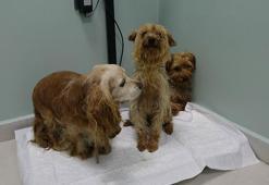 Merdiven altı üretimin ardından sokağa atılan 3 cins köpek, bitkin halde bulundu