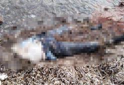 Bodrum’da sahilde bedeninin üst kısmı olmayan kadın cesedi bulundu